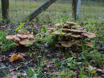 Vagevuurbos en Lippensgoed-Bulskampveld (België)